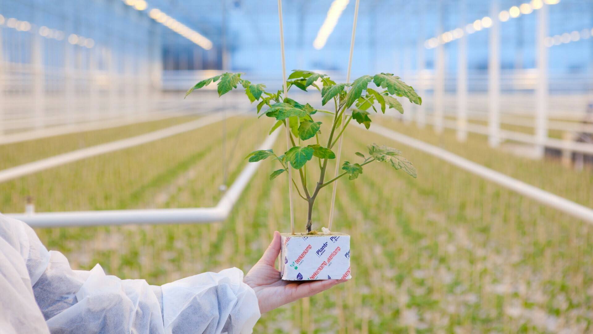 beekenkamp-tecnologia-horticola|Beekenkamp-group-tecnologia-horticola|Beekenkamp-noticias|Beekenkamp-Video|Klantverhalen-Beekenkamp-e1582636022399 (1)